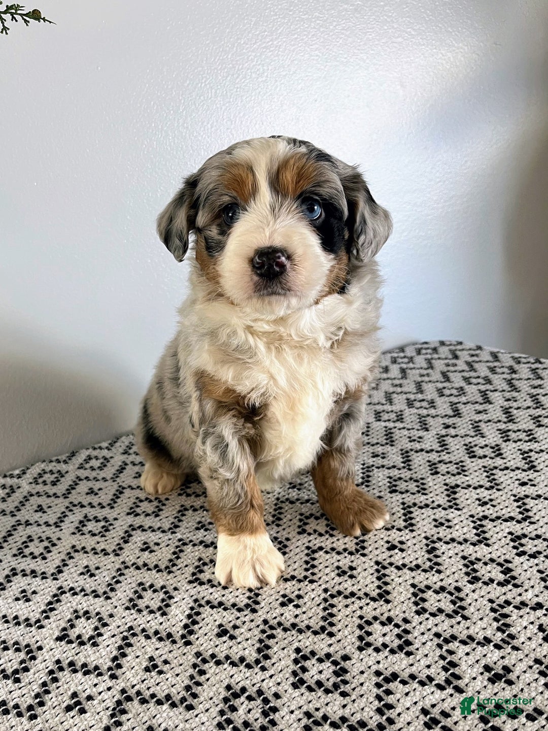 Mini Aussiedoodle dogs for sale: Barkley - Ad 2