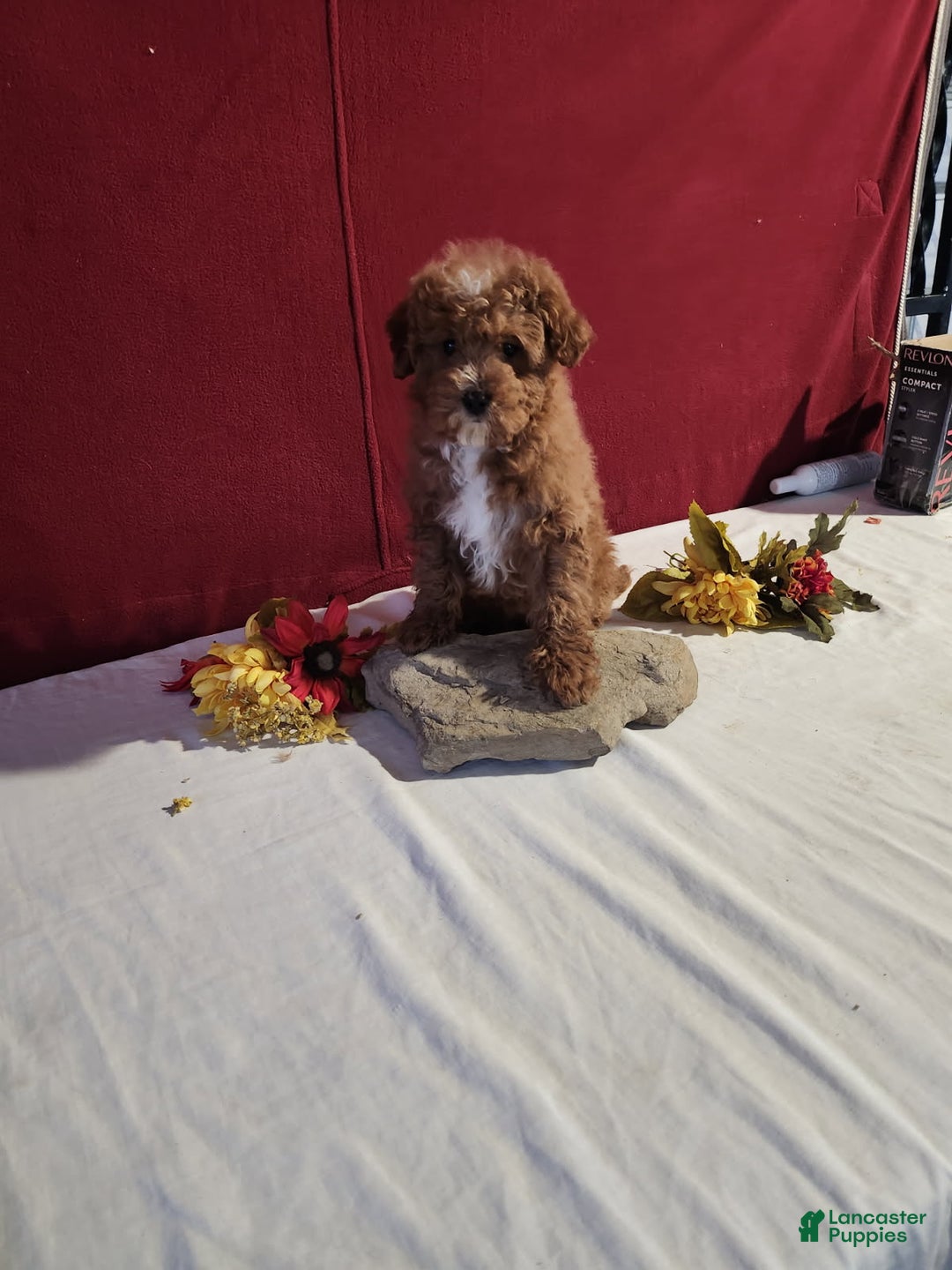 Mini Goldendoodle dogs for sale: Derrick - Ad 1