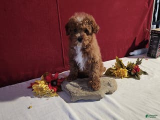 Mini Goldendoodle dogs Derrick - Ad 10