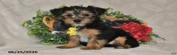 Yorkshire Terrier dogs for sale: Dylan - Ad 4