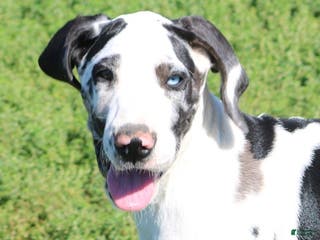 Great Dane dogs Great Dane Puppy 1 - Ad 2