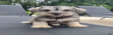 Sammy