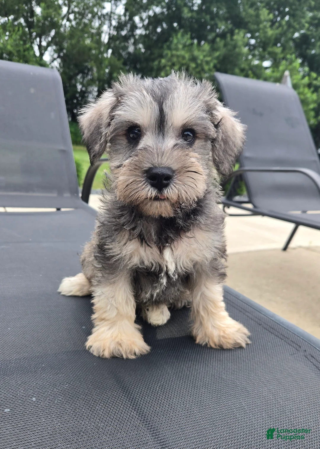 Miniature Schnauzer dogs for sale: Sammy - Ad 1