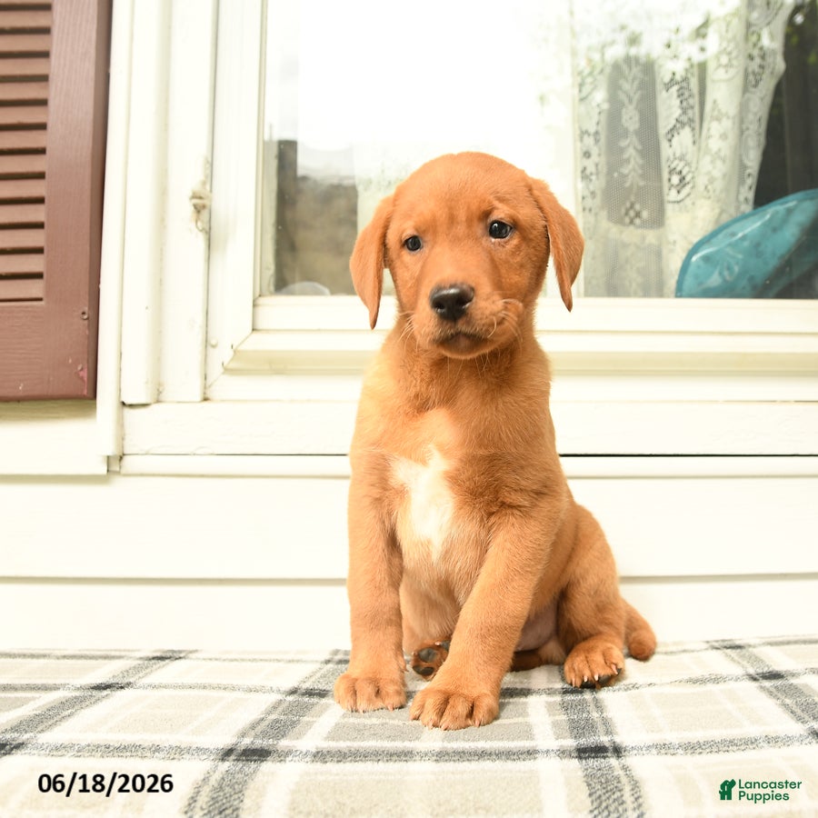 Labrador Retriever dogs Milo  - Ad 2