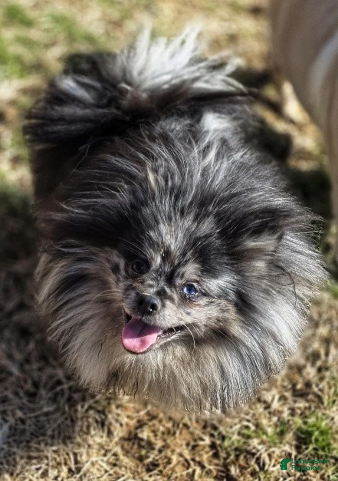 Pomeranian dogs for sale: Speckles - Dominate Black Male - One Blue Eye - Ad 5