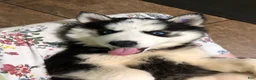 Siberian Husky dogs for sale: Siberian Husky Puppy 3 - Ad 4