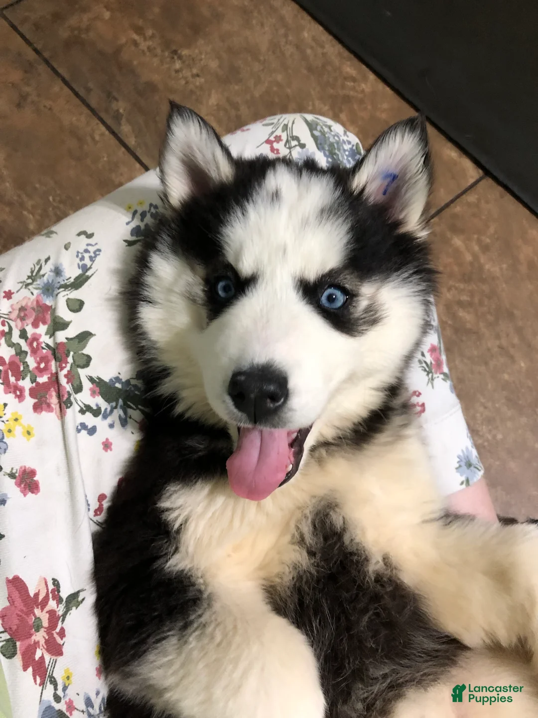 Siberian Husky dogs for sale: Siberian Husky Puppy 3 - Ad 4