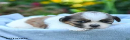 Shih Tzu dogs for sale: Maya - Ad 4