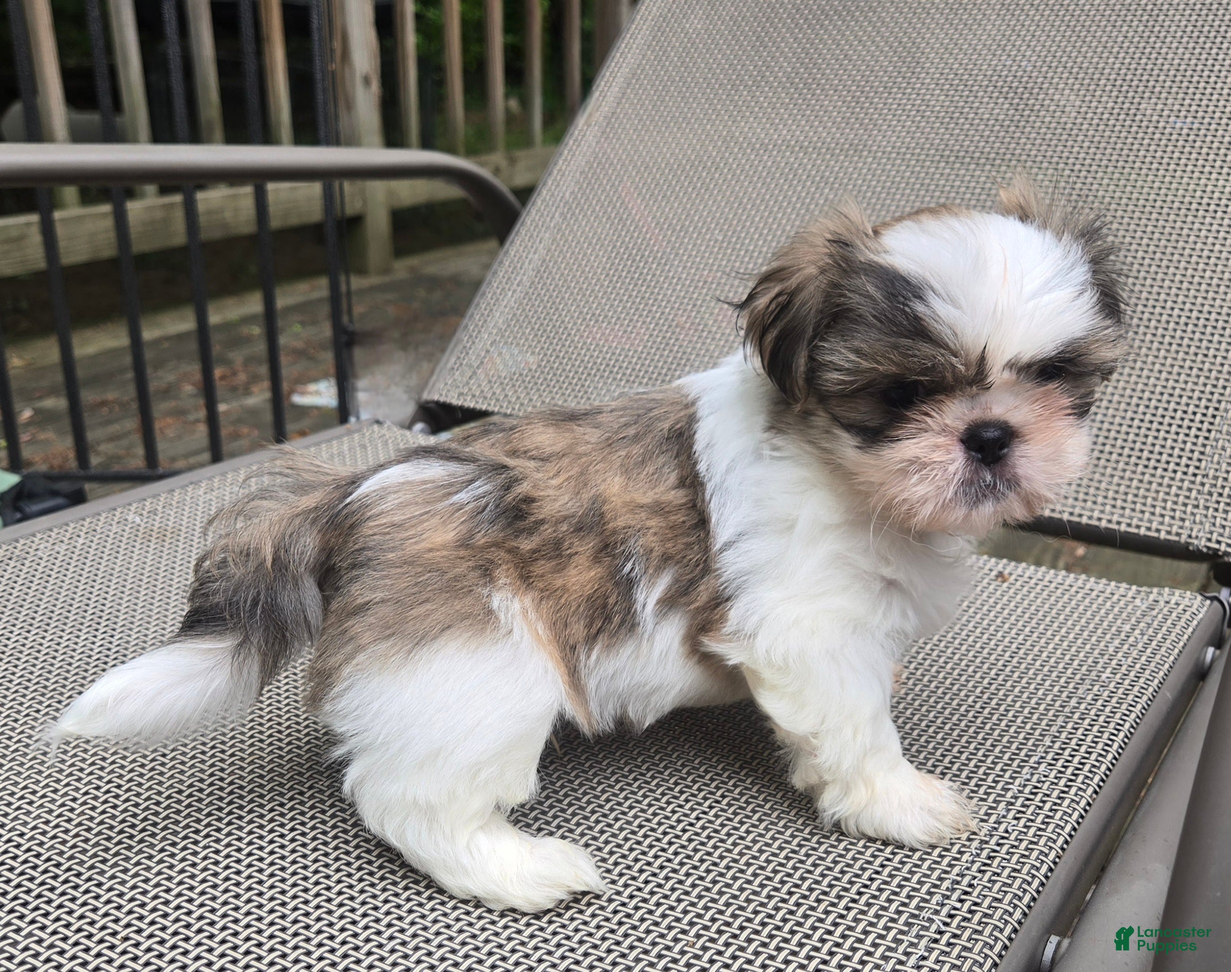 Mixed Breed dogs Shinese Duke - Ad 4