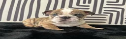 English Bulldog dogs for sale: Rambo - Ad 1