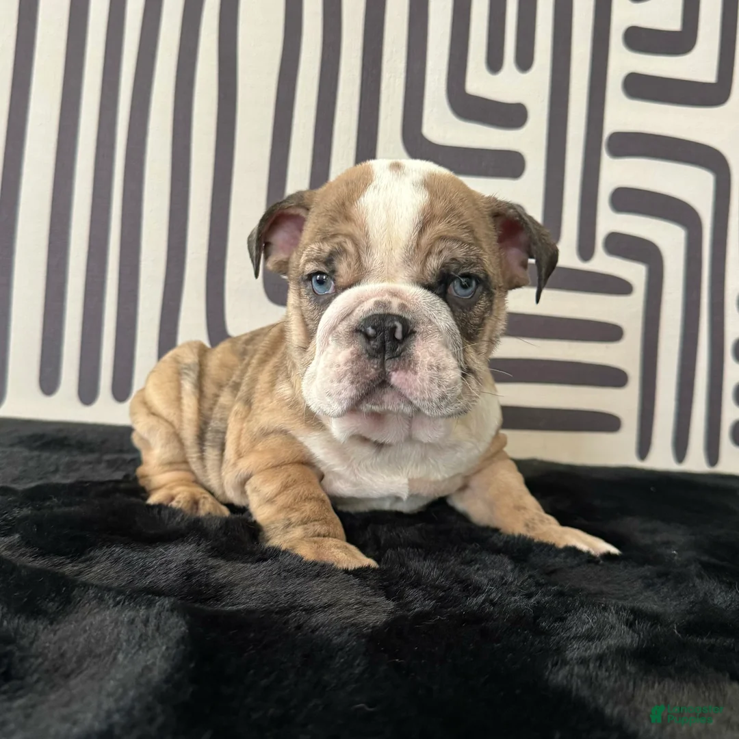 English Bulldog dogs for sale: Rambo - Ad 1