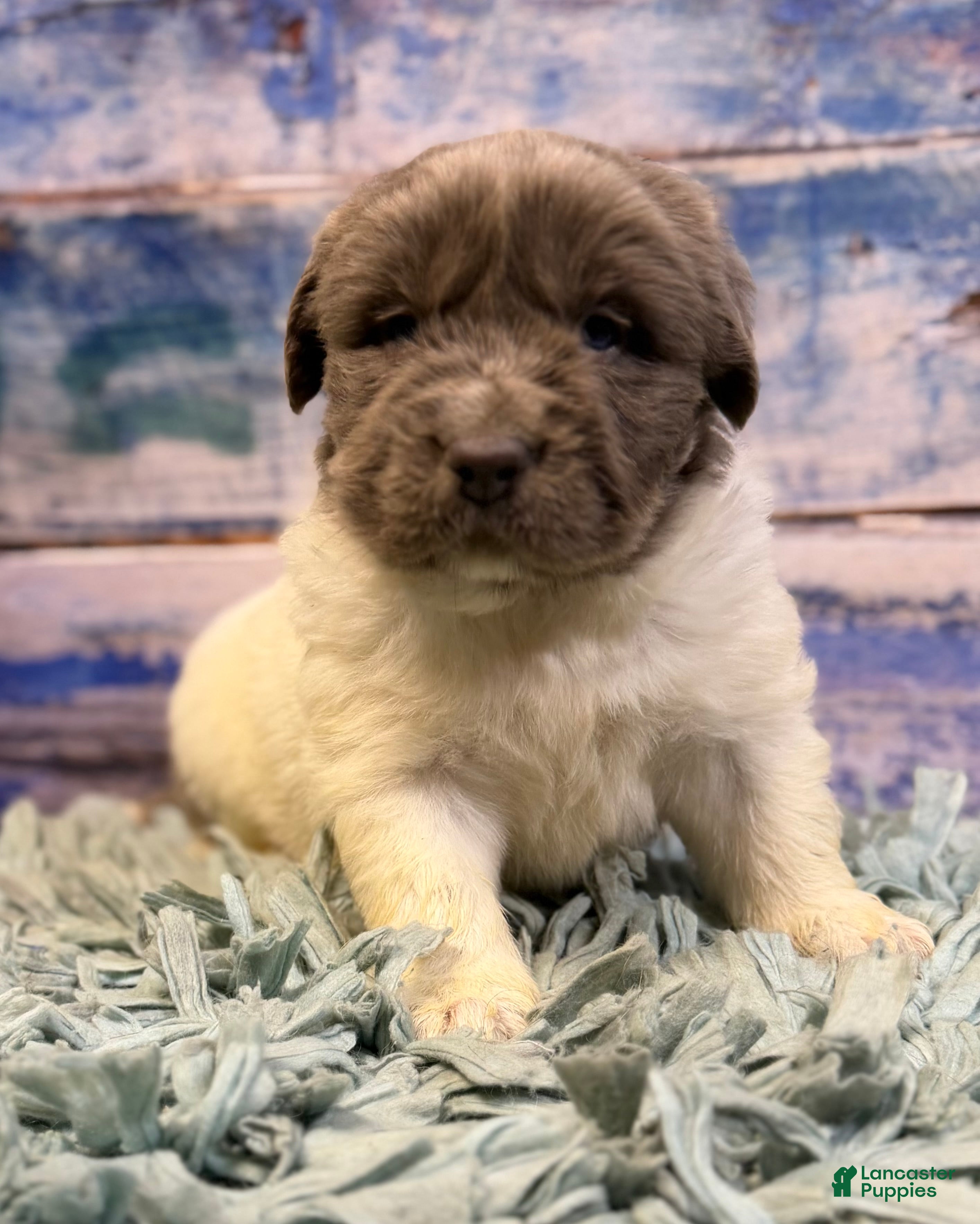 Mixed Breed dogs Storm OFA DNA  - Ad 29