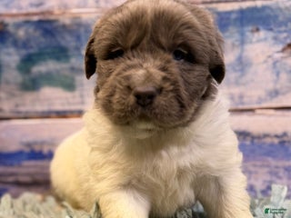 Mixed Breed dogs Storm OFA DNA - Ad 3