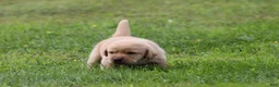 Labrador Retriever dogs for sale: Labrador Retriever 1 - Ad 3