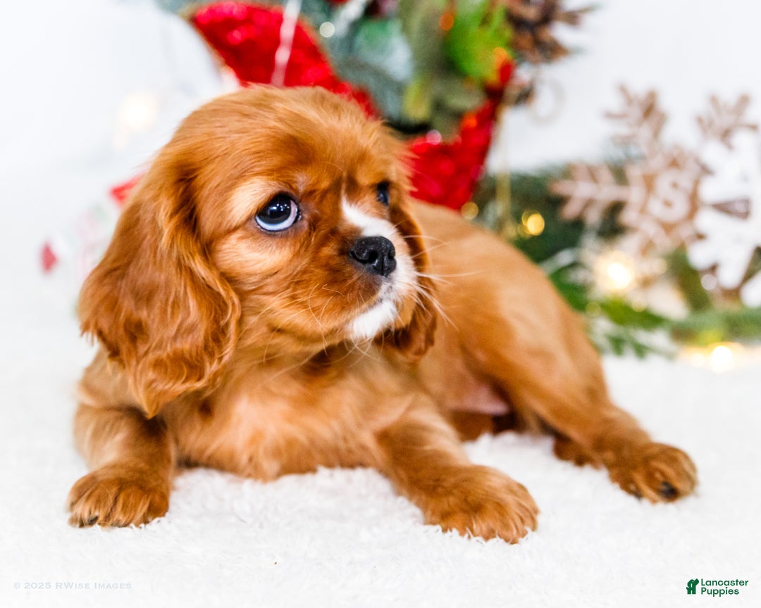 Cavalier King Charles Spaniel dogs for sale: Star - Ad 4