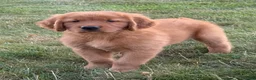 Golden Retriever dogs for sale: Rocco - Ad 4