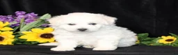 Bichon Frise dogs for sale: Colter - Ad 4