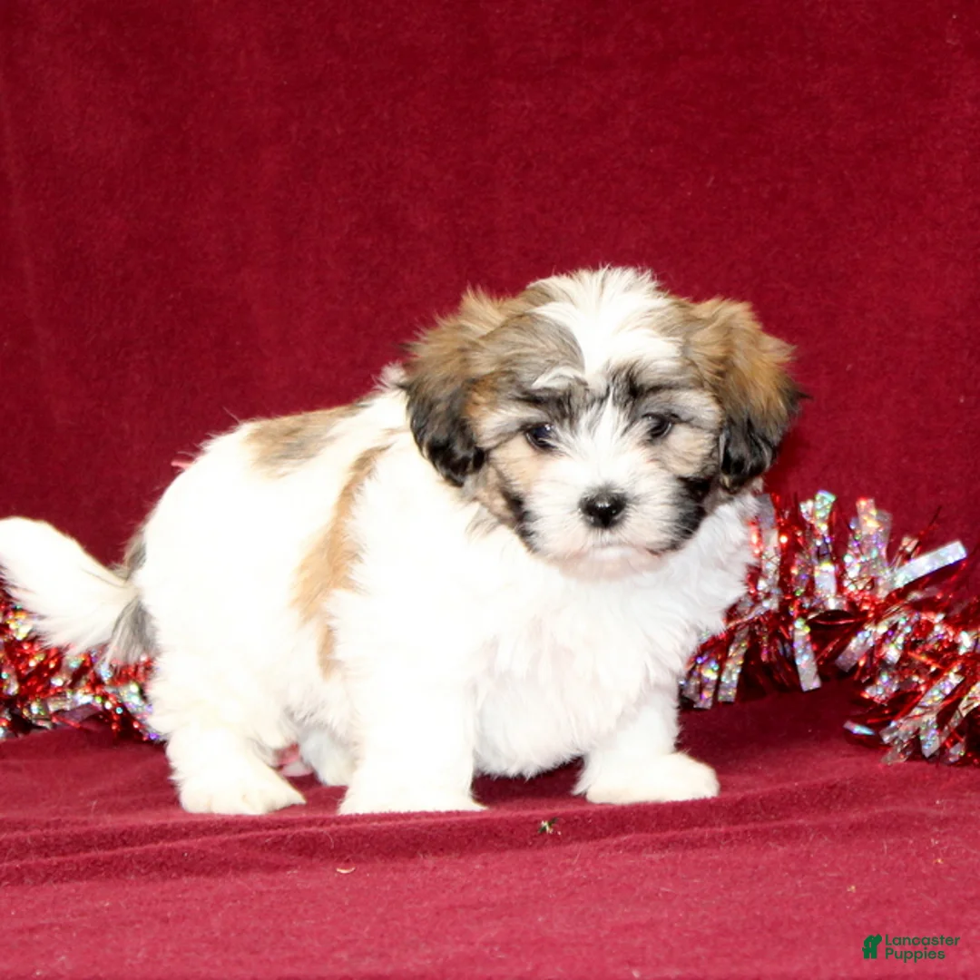 Teddy Bear dogs for sale: Zaydee - Ad 3