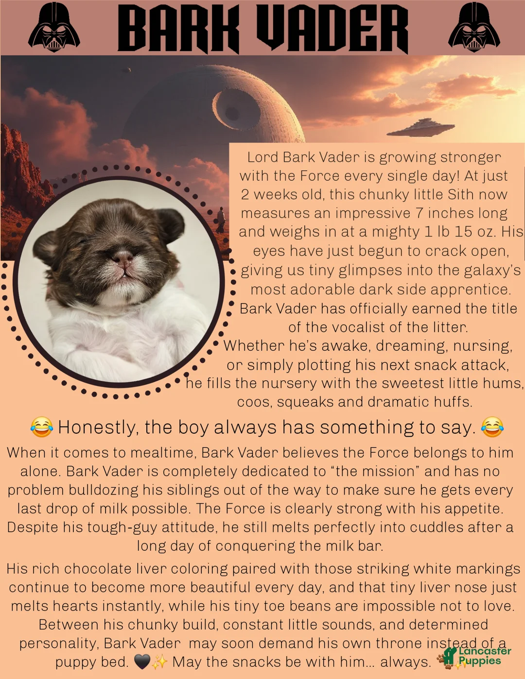 Mixed Breed dogs for sale: Paw-Dmé Amidala  SOLD - Ad 15