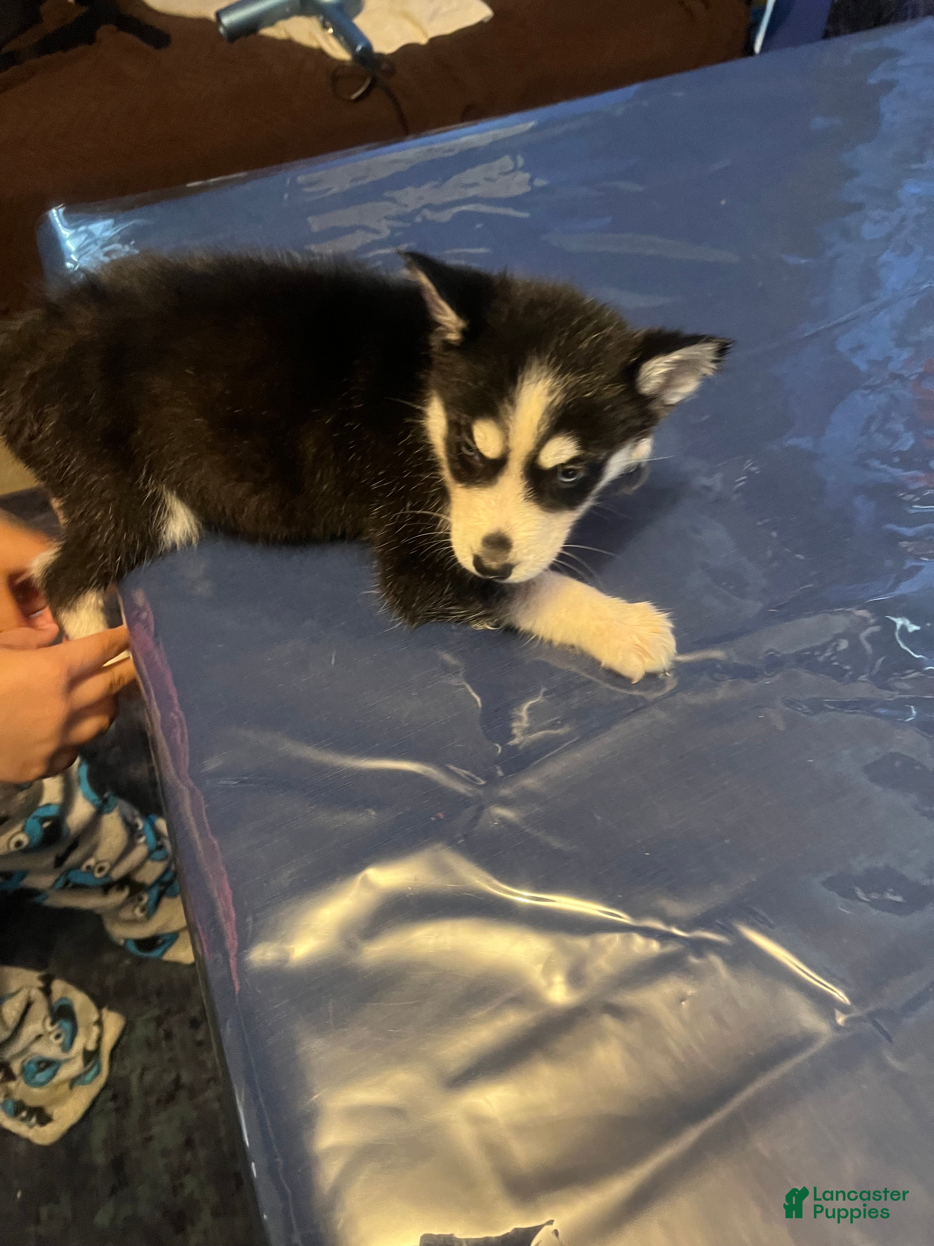 Siberian Husky dogs Siberian Husky Puppy 3 - Ad 2