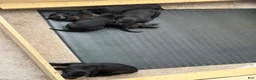 Presa Canario dogs for sale: Presa Canario 1 - Ad 17