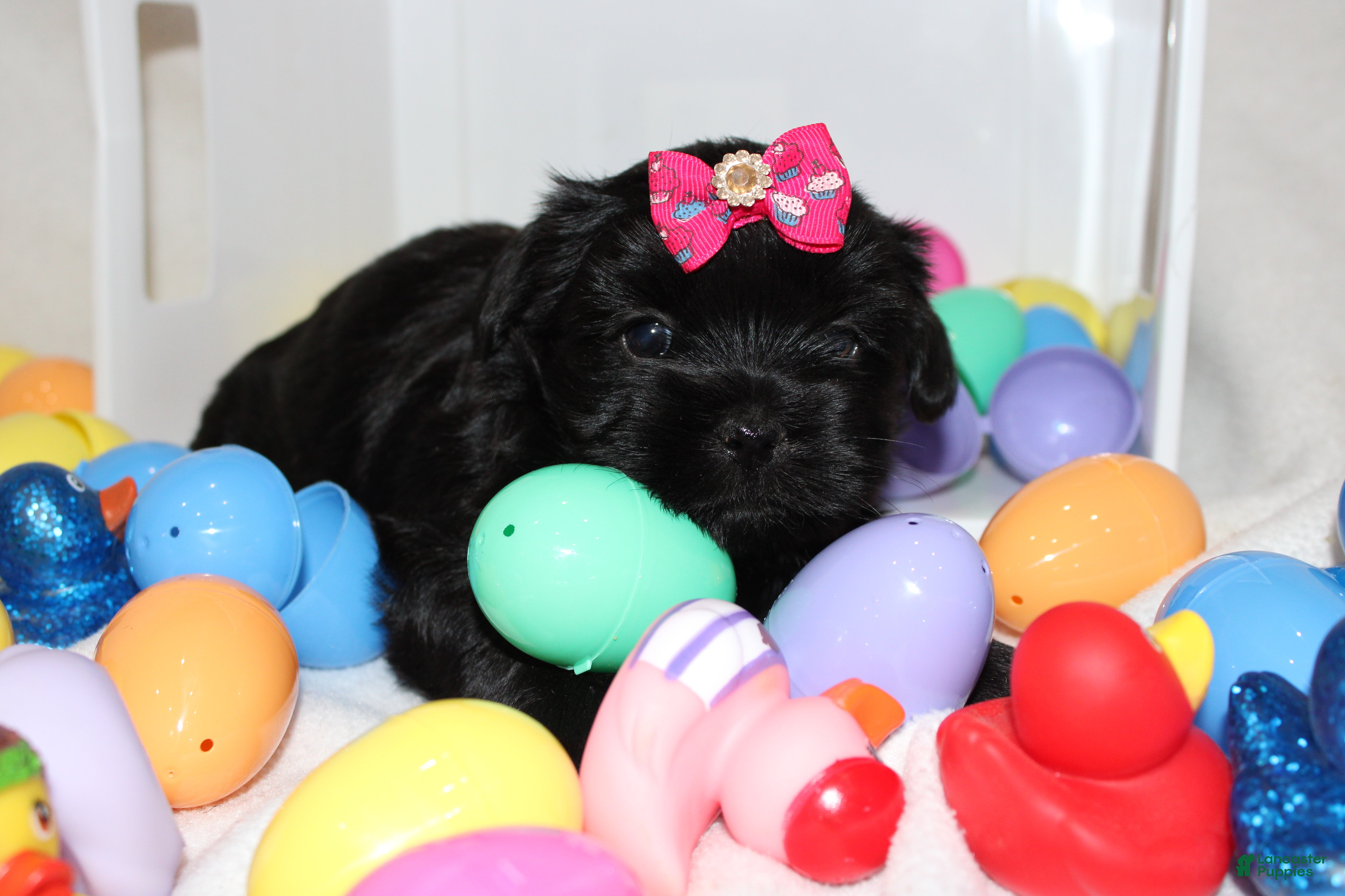 Shorkie dogs Hope  - Ad 25