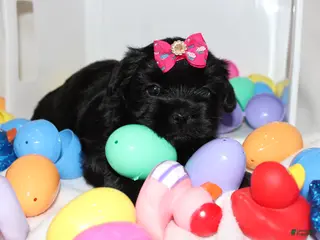 Shorkie dogs Hope - Ad 25