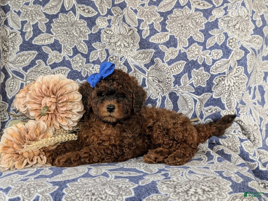 Shihpoo dogs for sale: Elsie - Ad 6