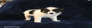 Smore 