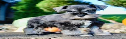 Miniature Schnauzer dogs for sale: Teddy Male AKC Mini Schnauzer - Ad 9