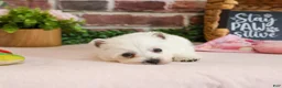 West Highland Terrier dogs for sale: Caroline - Ad 3