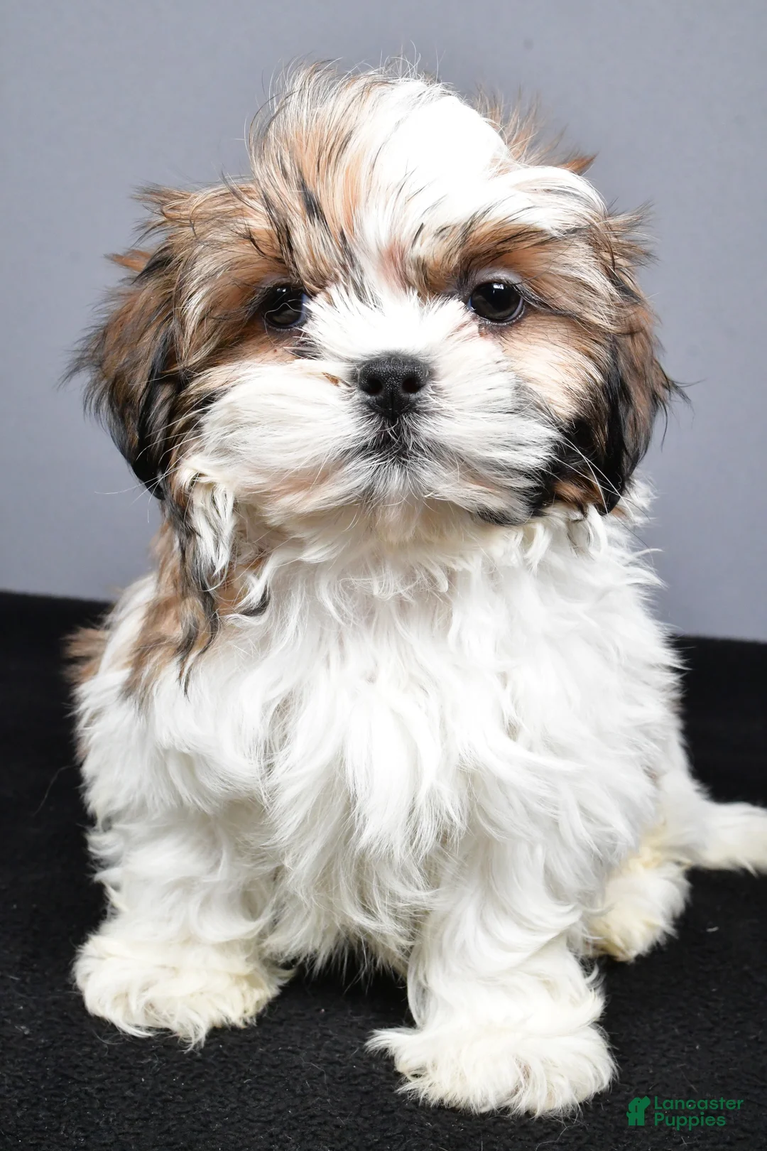 Shih Tzu dogs for sale: Flint - Ad 8