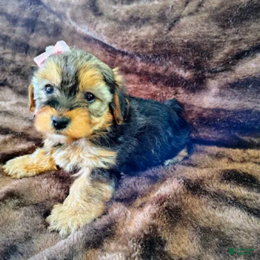 Yorkiepoo dogs for sale: Pudgy - Ad 9
