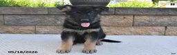 German Shepherd dogs for sale: Ruby - Ad 4