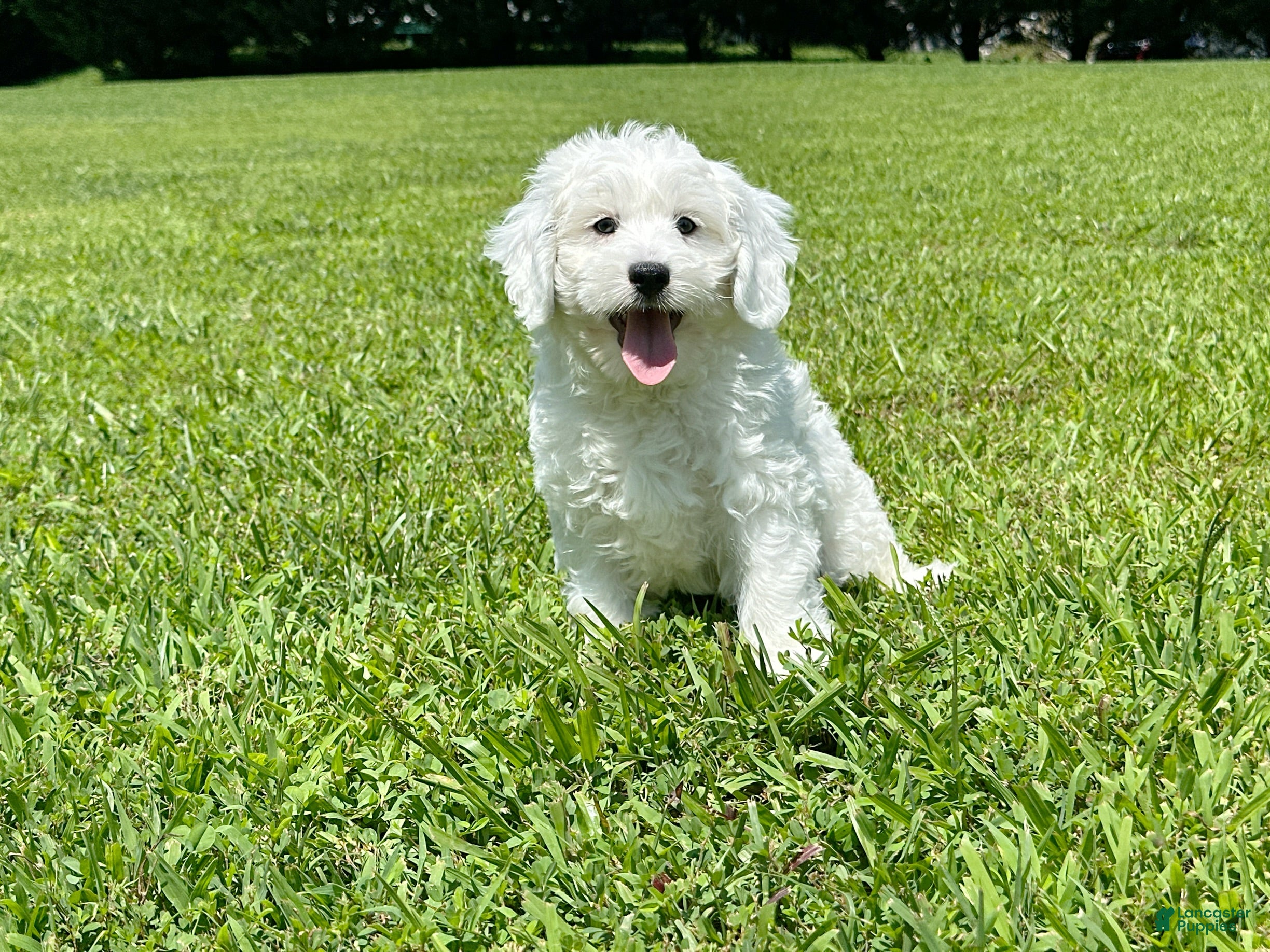 Mini Bernedoodle dogs 🎣 🛶 LAKE 🛶 🎣  - Ad 2