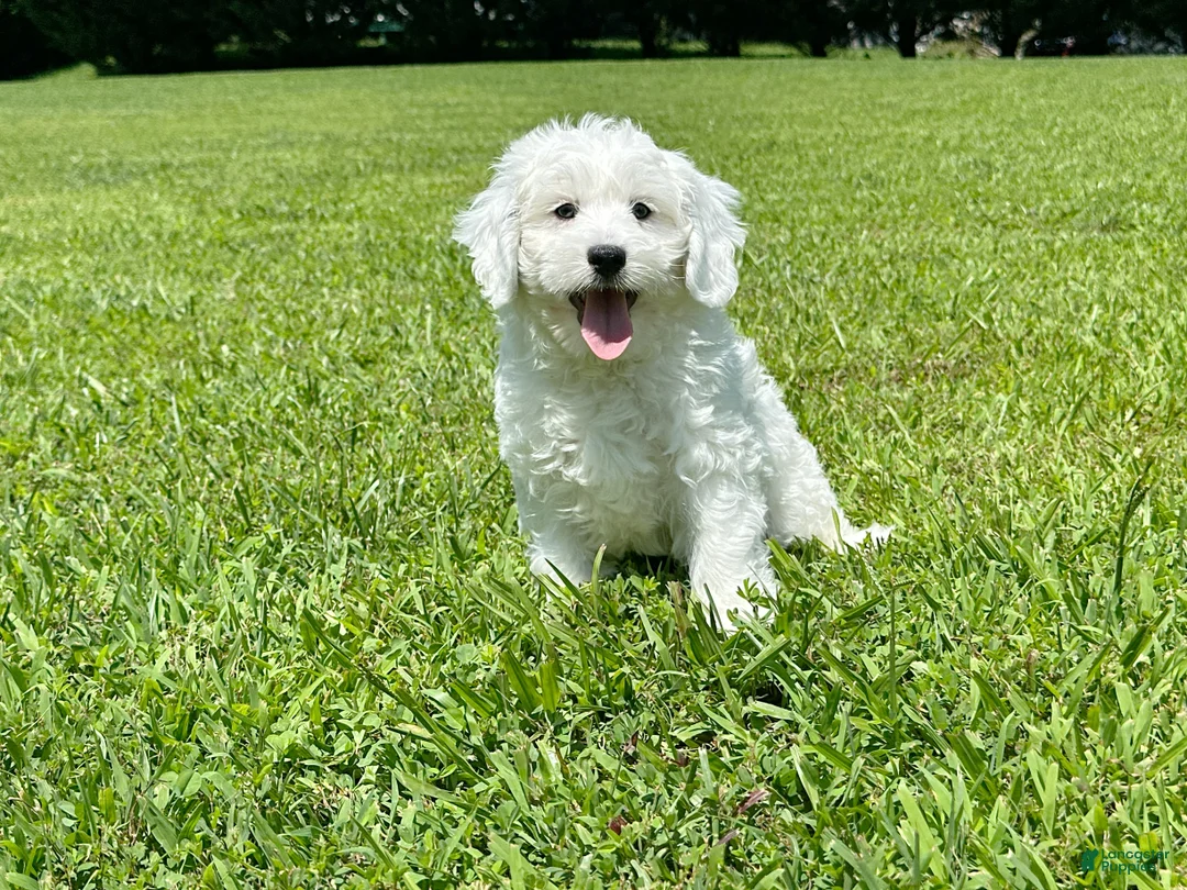 Mini Bernedoodle dogs for sale: 🎣 🛶 LAKE 🛶 🎣  - Ad 2