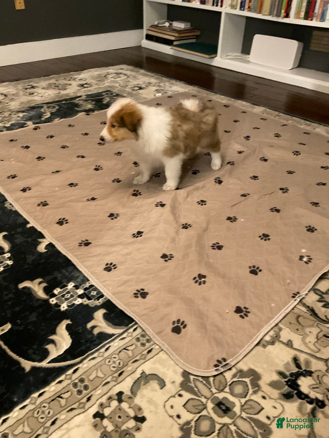 Collie dogs for sale: Collie Puppy 7 - Ad 25