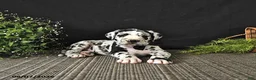 Great Dane dogs for sale: Easton - Ad 1