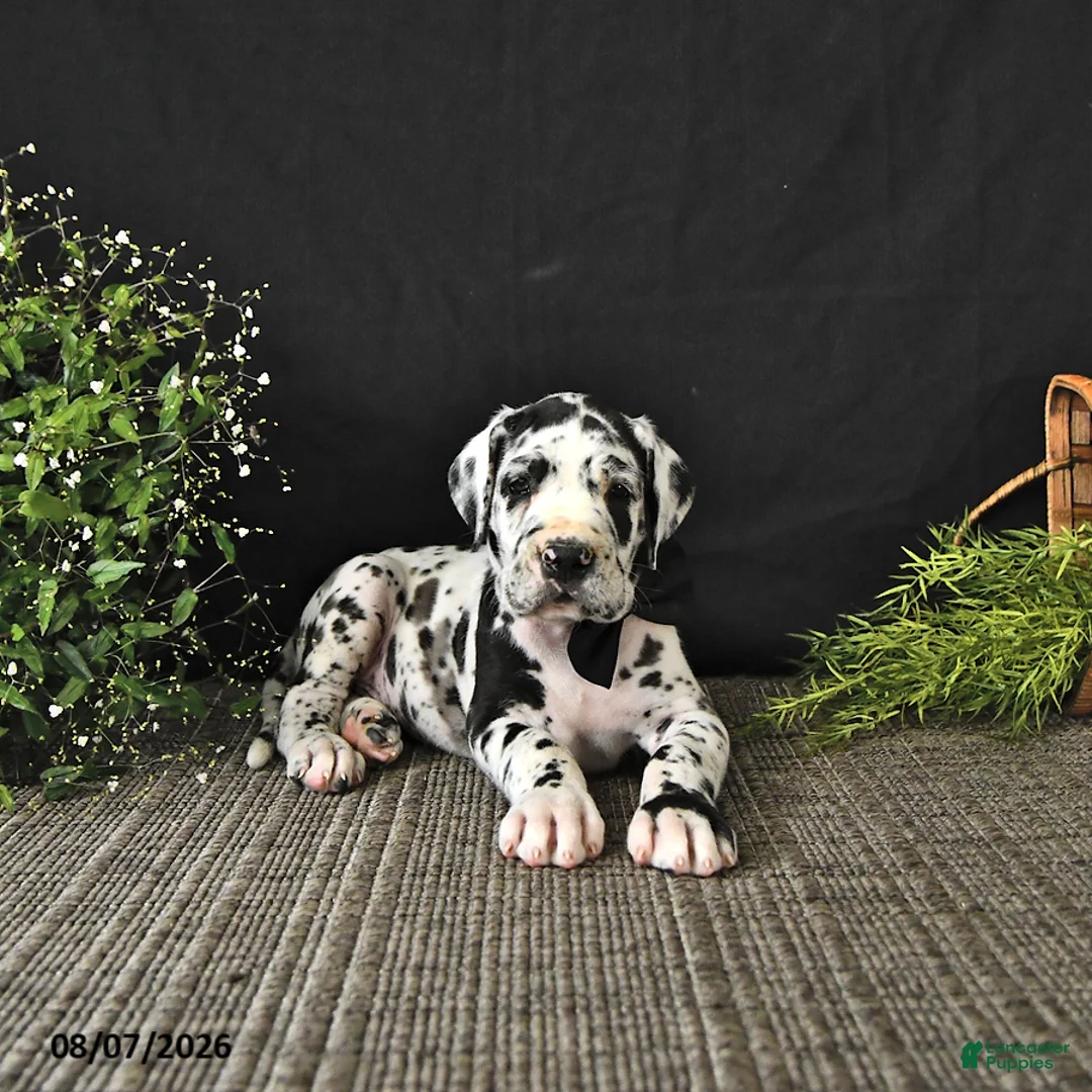 Great Dane dogs for sale: Easton - Ad 1