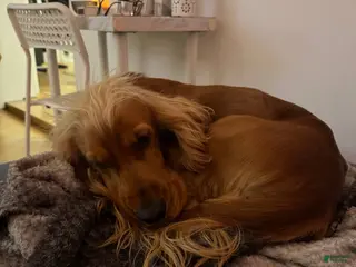 English Cocker Spaniel dogs English Cocker Spaniel Puppy 1 - Ad 6