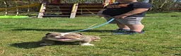 Olde English Bulldogge dogs for sale: Olde English Bulldogge Puppy 1 - Ad 5