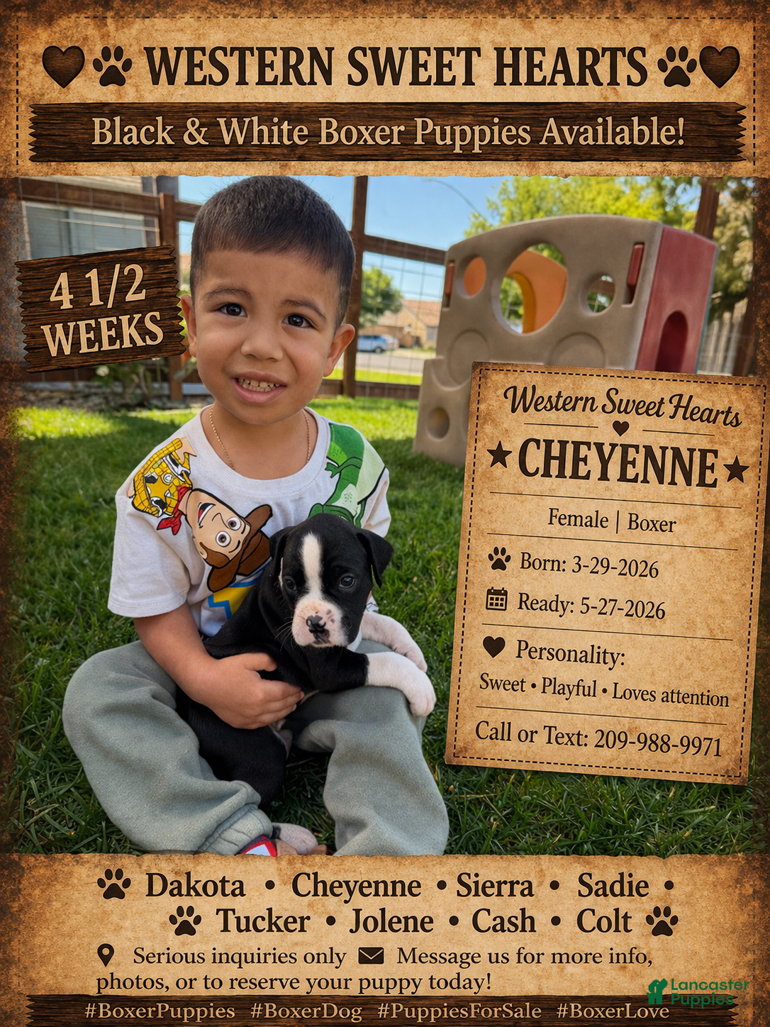 Boxer dogs Cheyenne- Female - Ad 1