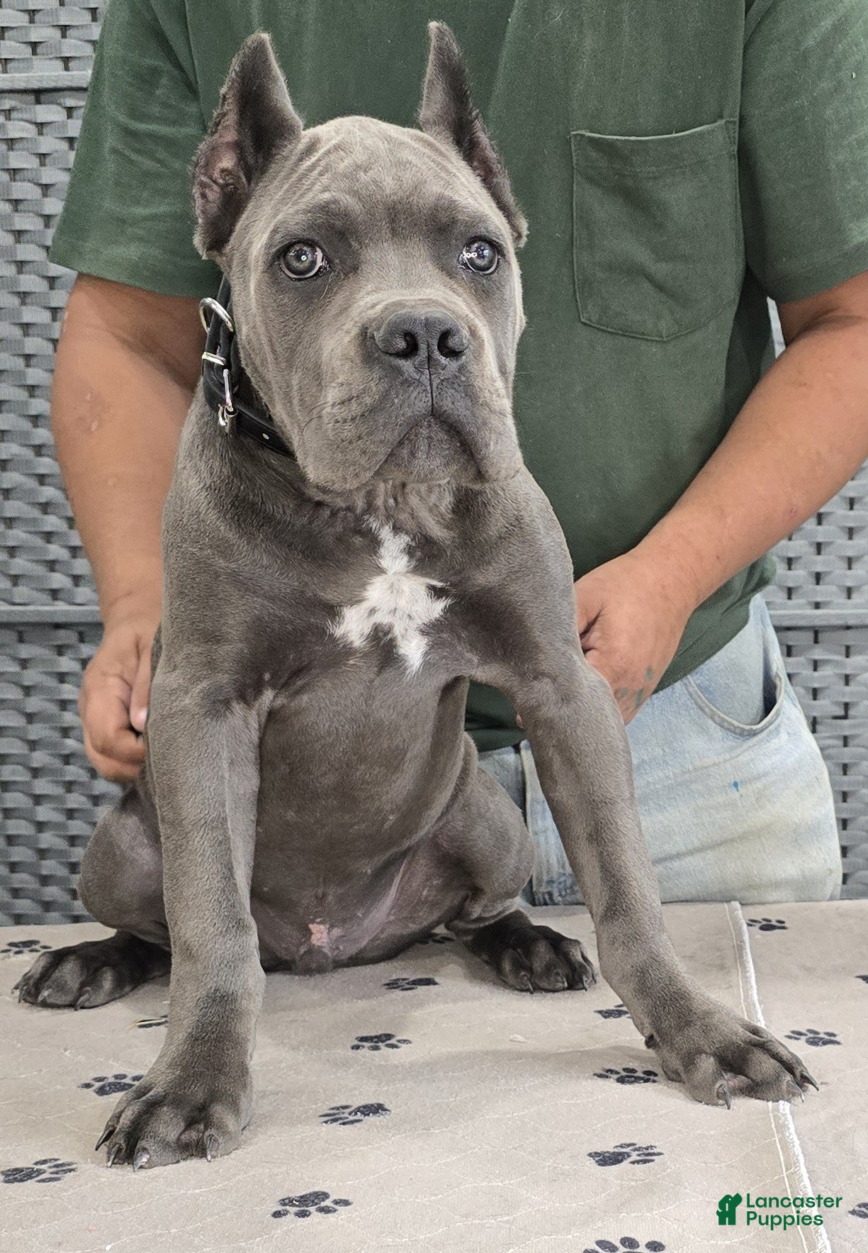 Cane Corso dogs Black Boy - Ad 2