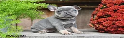 Frenchton dogs for sale: Rayna - Ad 1