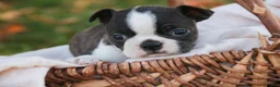 Boston Terrier dogs for sale: Cody Boston Terrier  - Ad 6