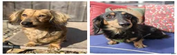 Miniature Dachshund dogs for sale: Sand - Ad 11