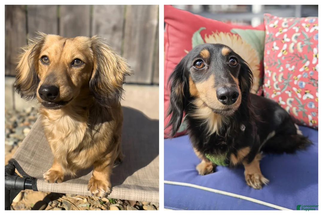 Miniature Dachshund dogs for sale: Sand - Ad 11