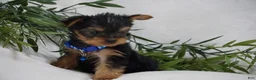 Yorkshire Terrier dogs for sale: Edge - Ad 5
