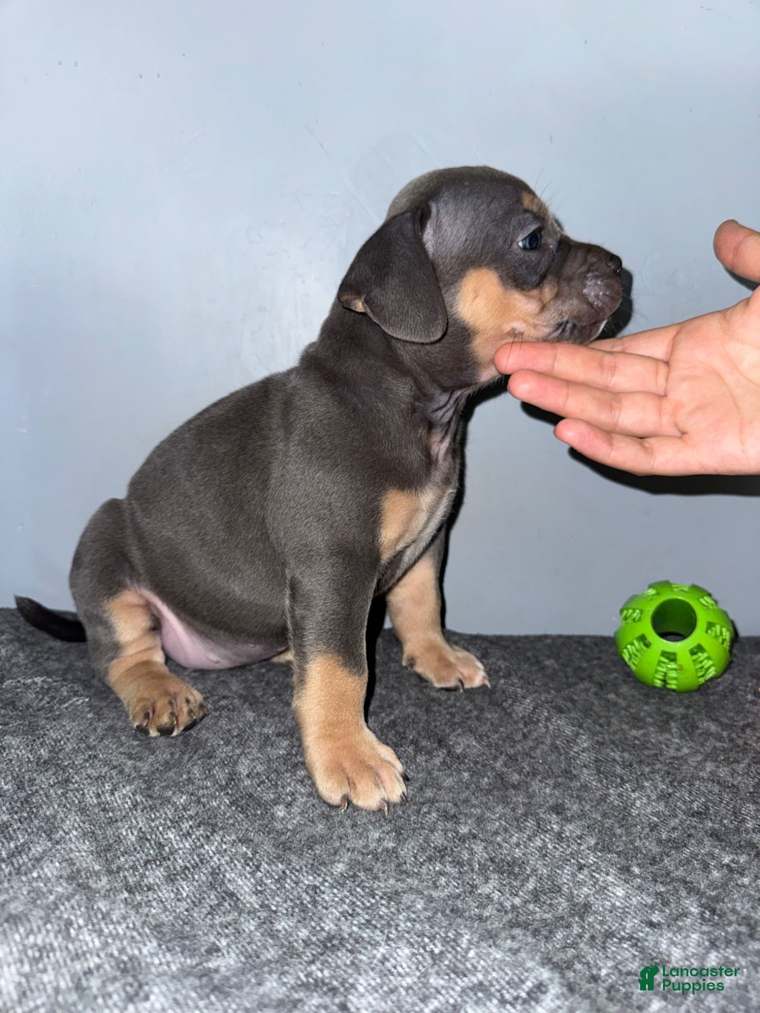 American Bully dogs Misty - Ad 2
