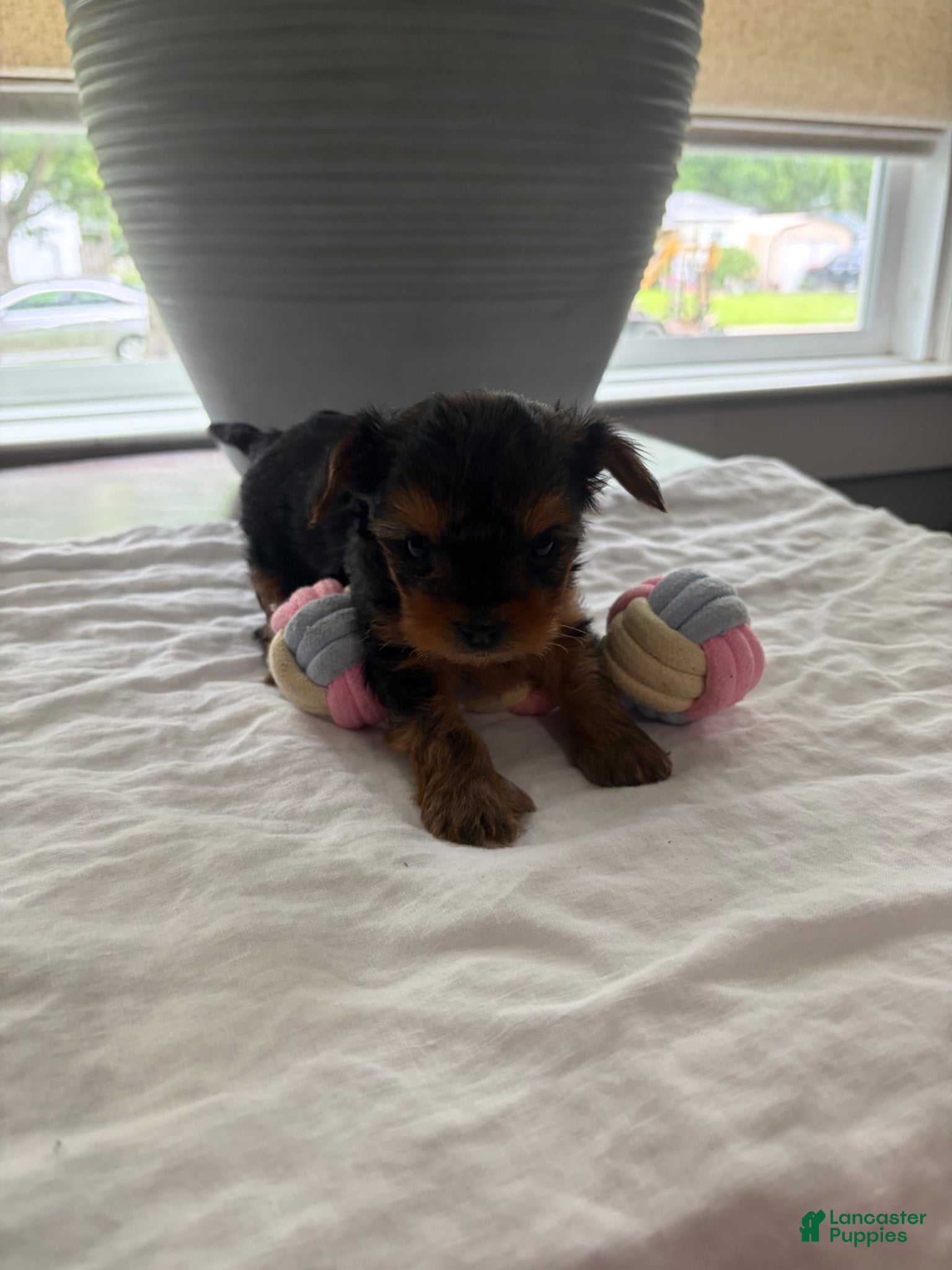 Yorkshire Terrier dogs Yorkshire Terrier Puppy 3 - Ad 28